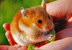 Le hamster